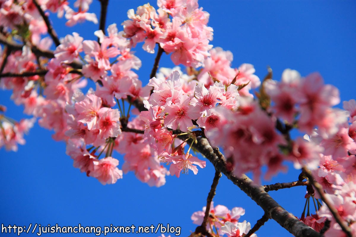 【遊記—南投．鹿谷】小半天石馬公園～河津櫻の粉色系浪漫綻放中！