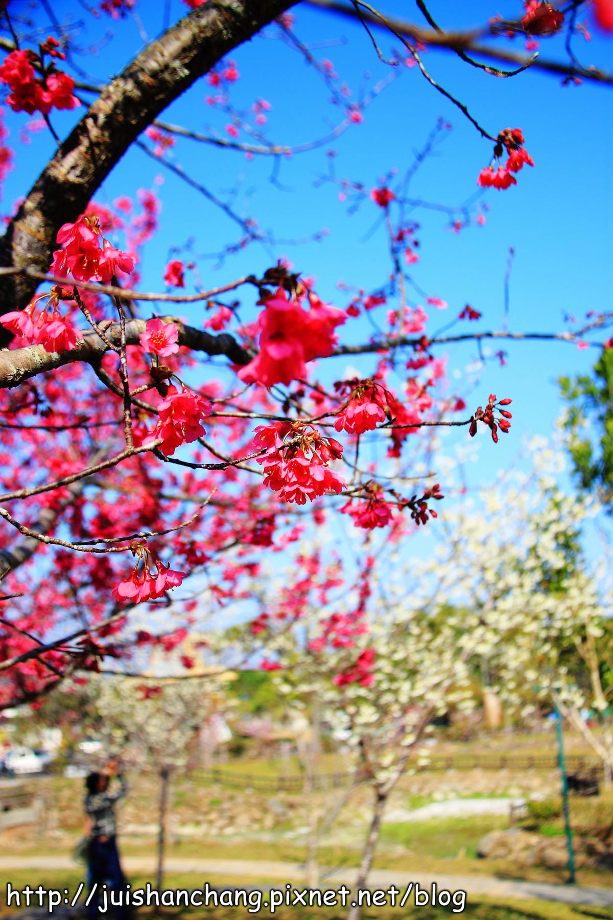 【遊記—南投．鹿谷】小半天石馬公園～河津櫻の粉色系浪漫綻放中！