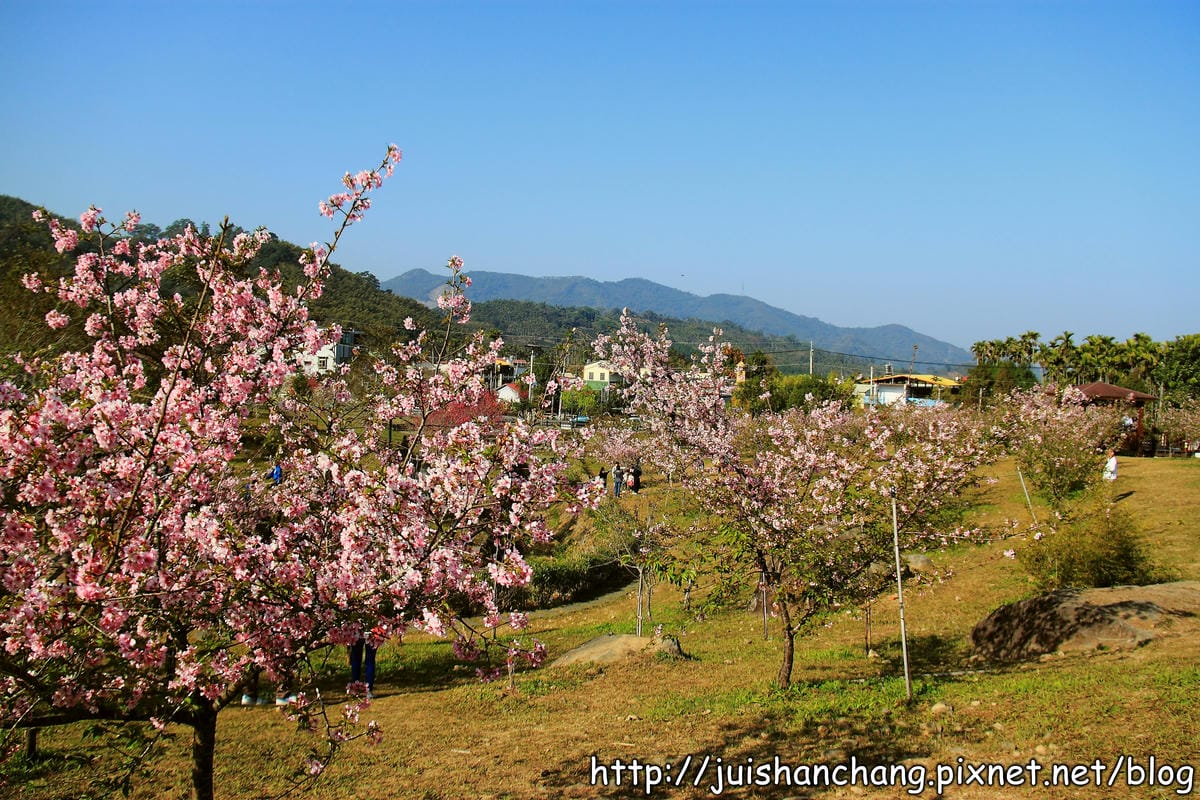 【遊記—南投．鹿谷】小半天石馬公園～河津櫻の粉色系浪漫綻放中！