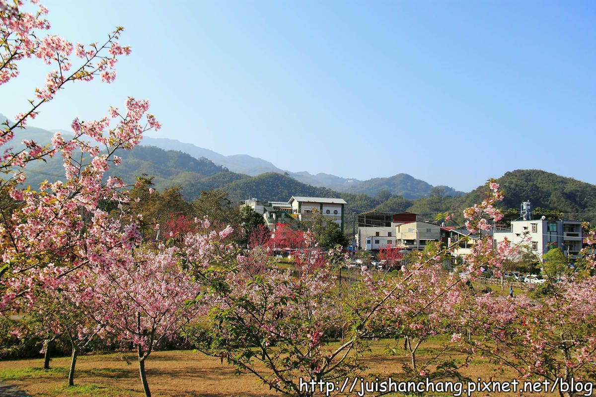 【遊記—南投．鹿谷】小半天石馬公園～河津櫻の粉色系浪漫綻放中！