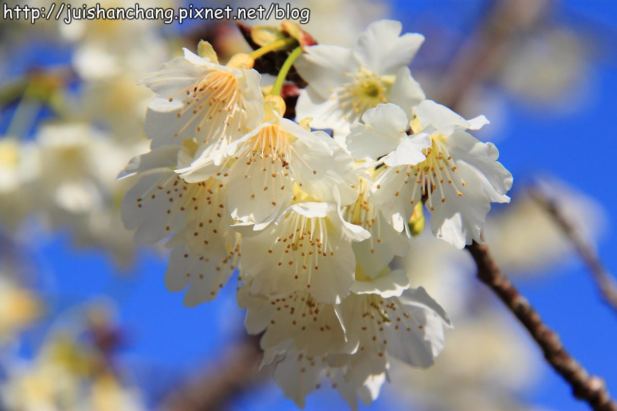 【遊記—南投．鹿谷】小半天石馬公園～河津櫻の粉色系浪漫綻放中！