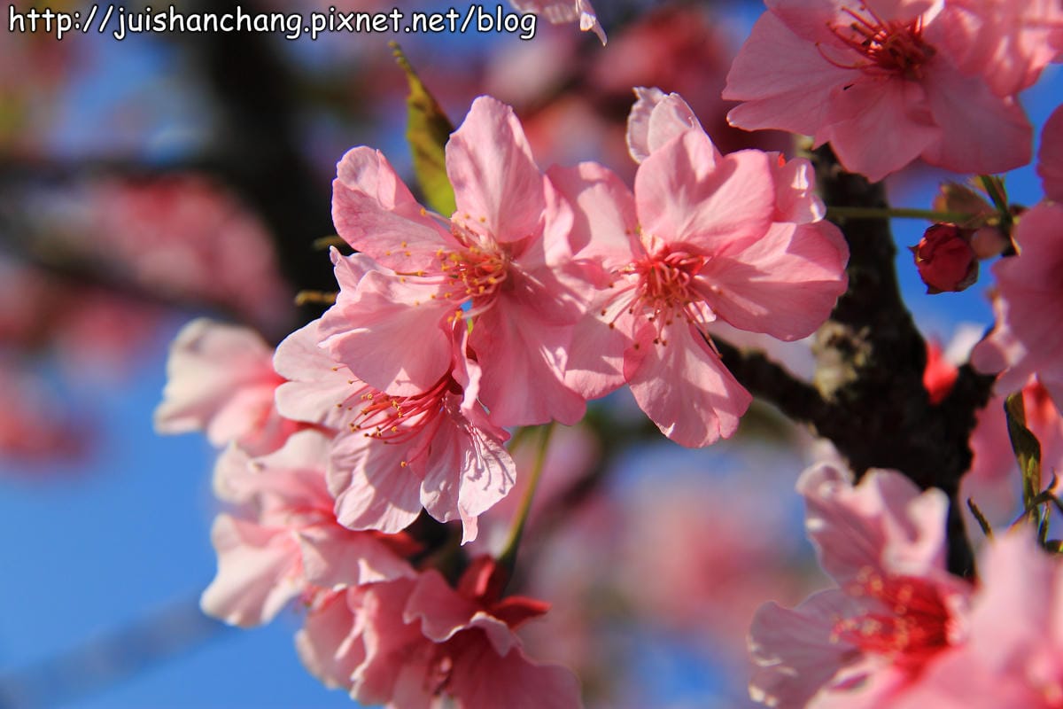 【遊記—南投．鹿谷】小半天石馬公園～河津櫻の粉色系浪漫綻放中！
