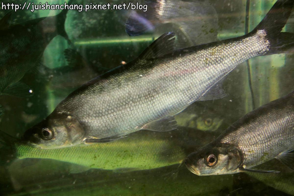 【食記—南投】日月餐坊～日月潭在地風味餐