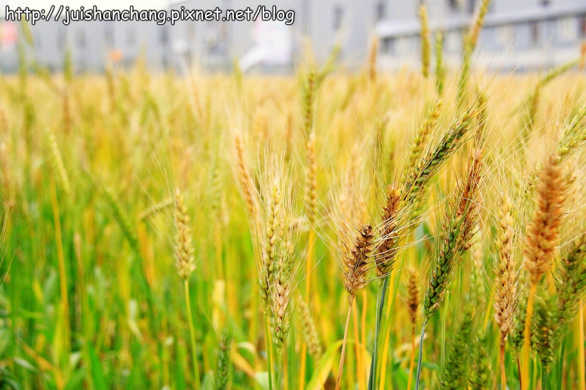 【遊記—桃園】平鎮小麥田～原來這就是麥子！