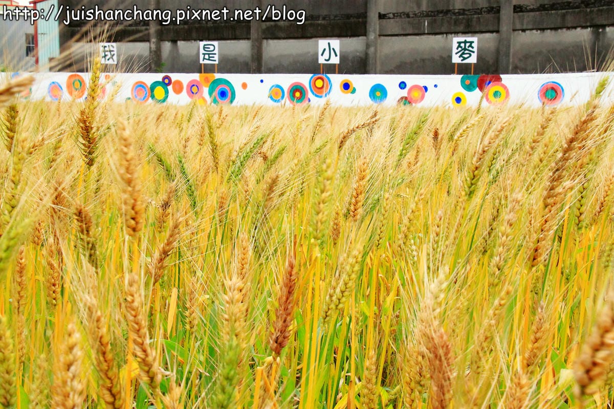【遊記—桃園】平鎮小麥田～原來這就是麥子！