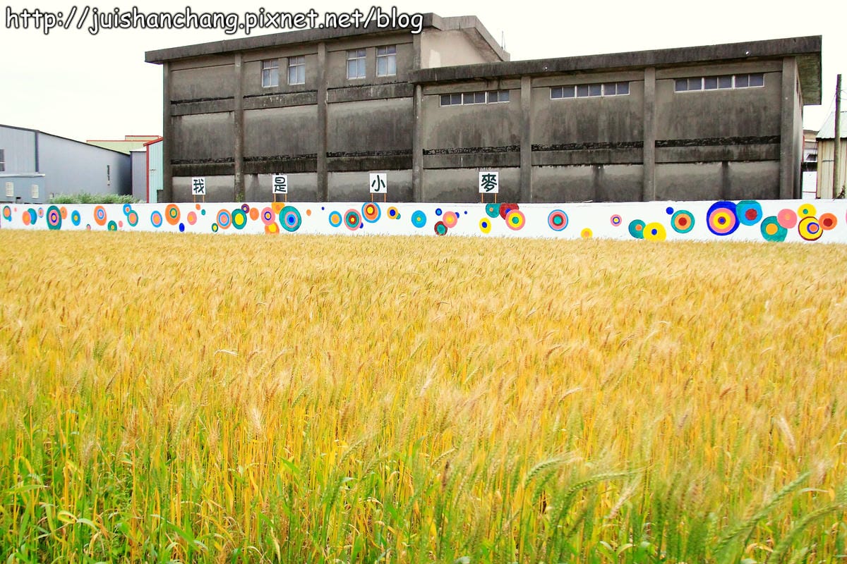 【遊記—桃園】平鎮小麥田～原來這就是麥子！