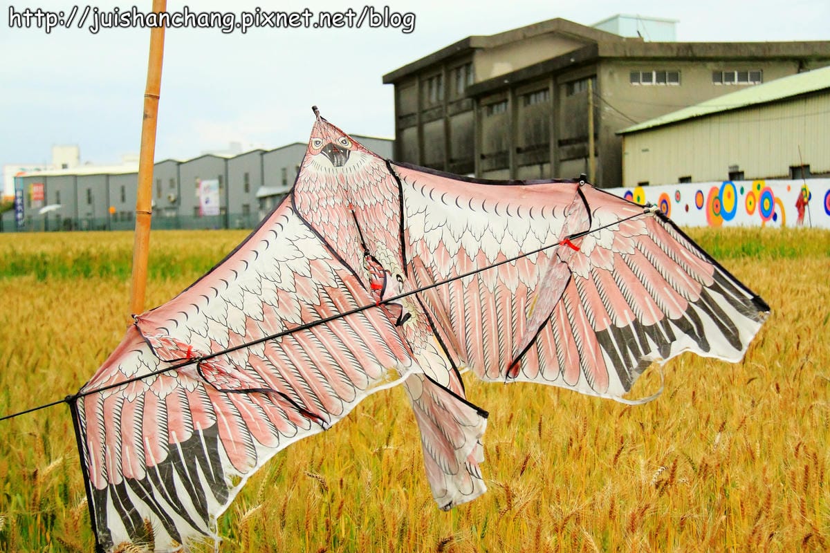 【遊記—桃園】平鎮小麥田～原來這就是麥子！