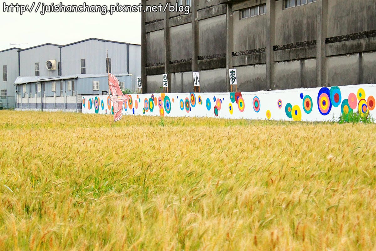 【遊記—桃園】平鎮小麥田～原來這就是麥子！