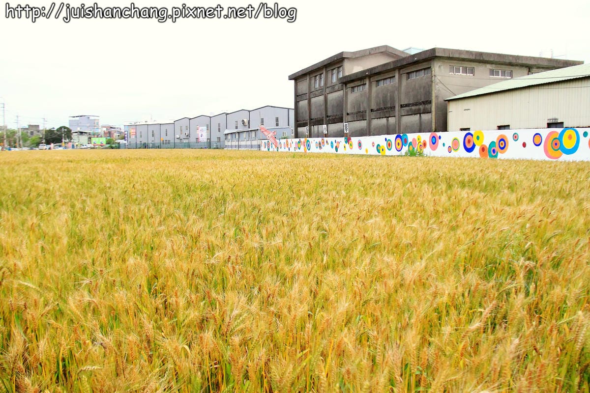 【遊記—桃園】平鎮小麥田～原來這就是麥子！