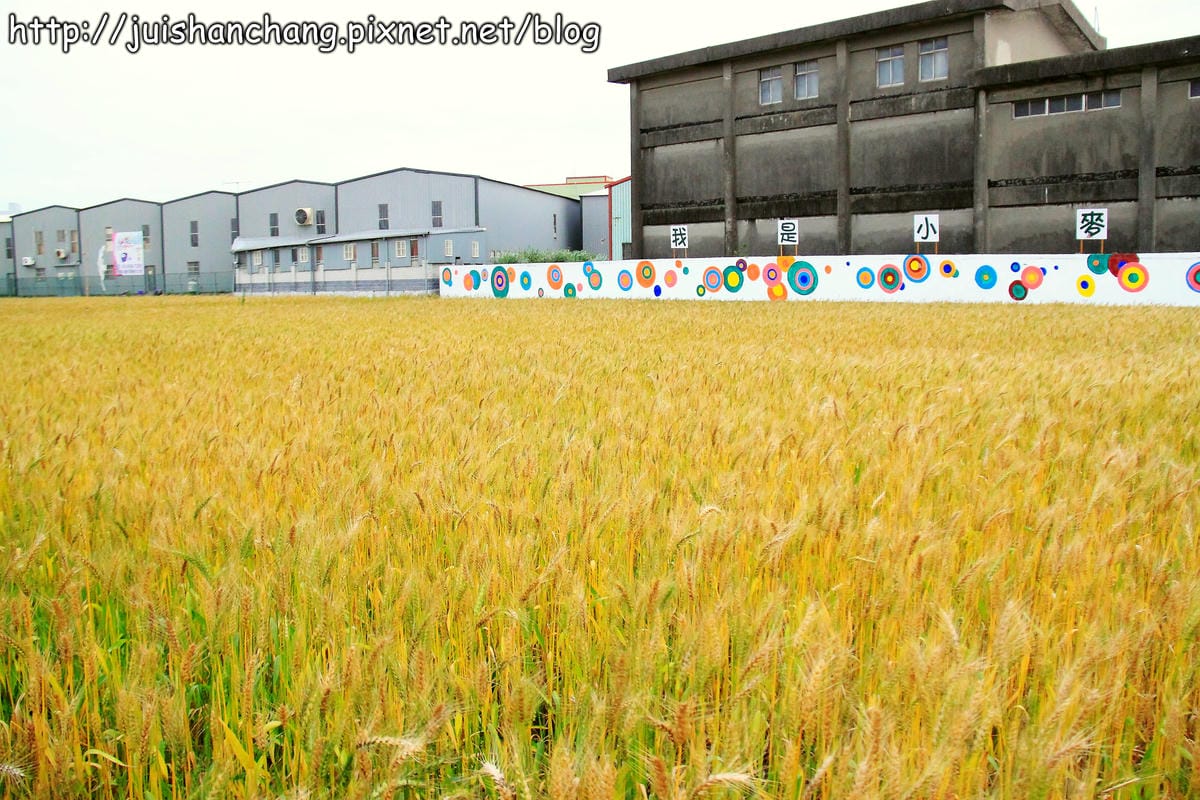 【遊記—桃園】平鎮小麥田～原來這就是麥子！