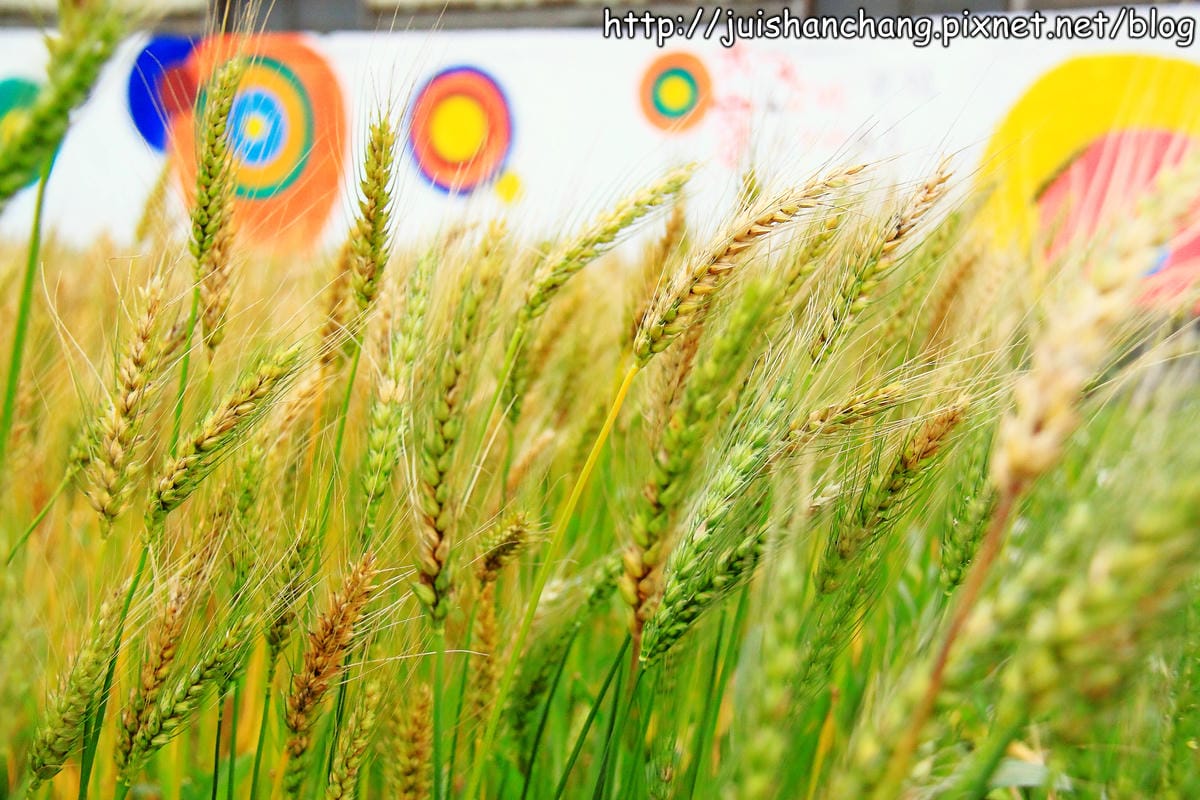 【遊記—桃園】平鎮小麥田～原來這就是麥子！