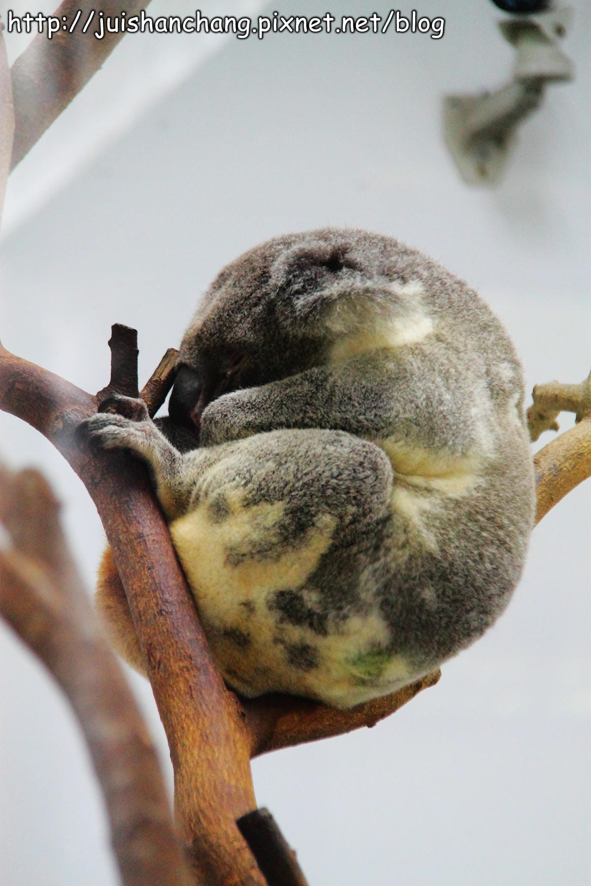 【遊記—台北】臺北市立木柵動物園～圓仔的日記