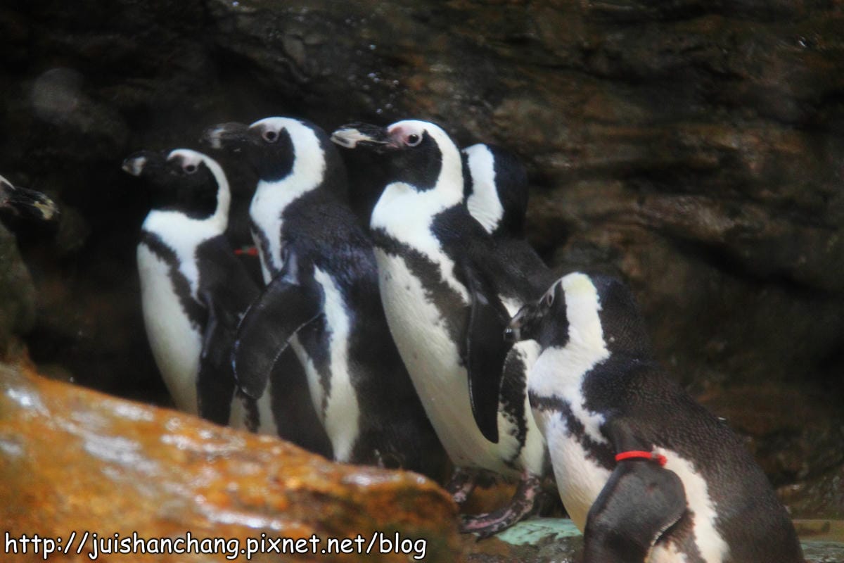 【遊記—台北】臺北市立木柵動物園～圓仔的日記