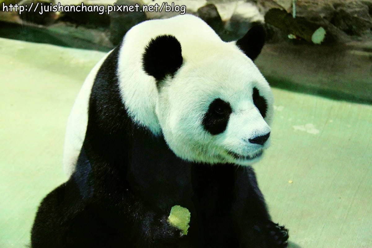 【遊記—台北】臺北市立木柵動物園～圓仔的日記
