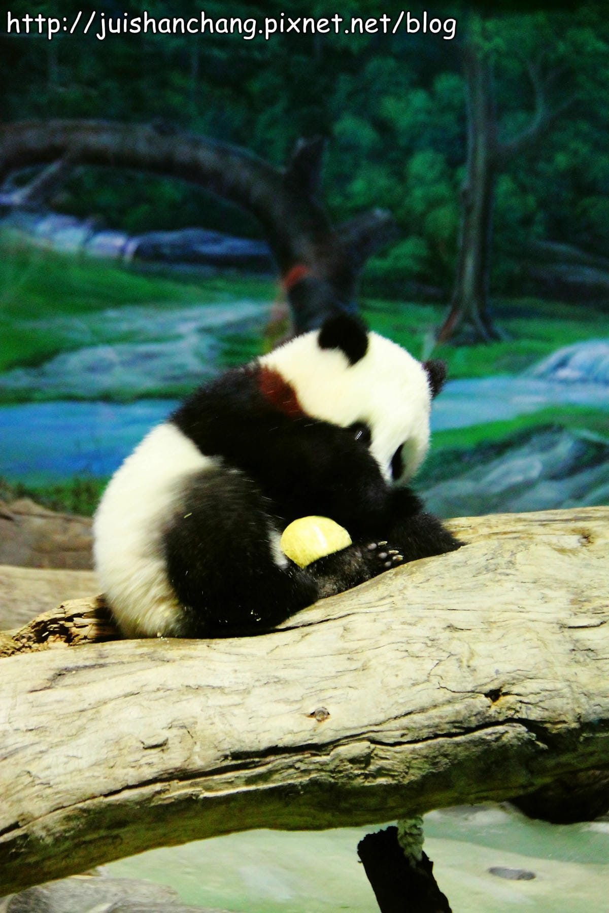 【遊記—台北】臺北市立木柵動物園～圓仔的日記