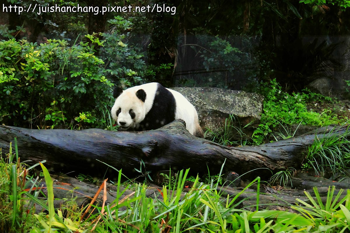 【遊記—台北】臺北市立木柵動物園～圓仔的日記