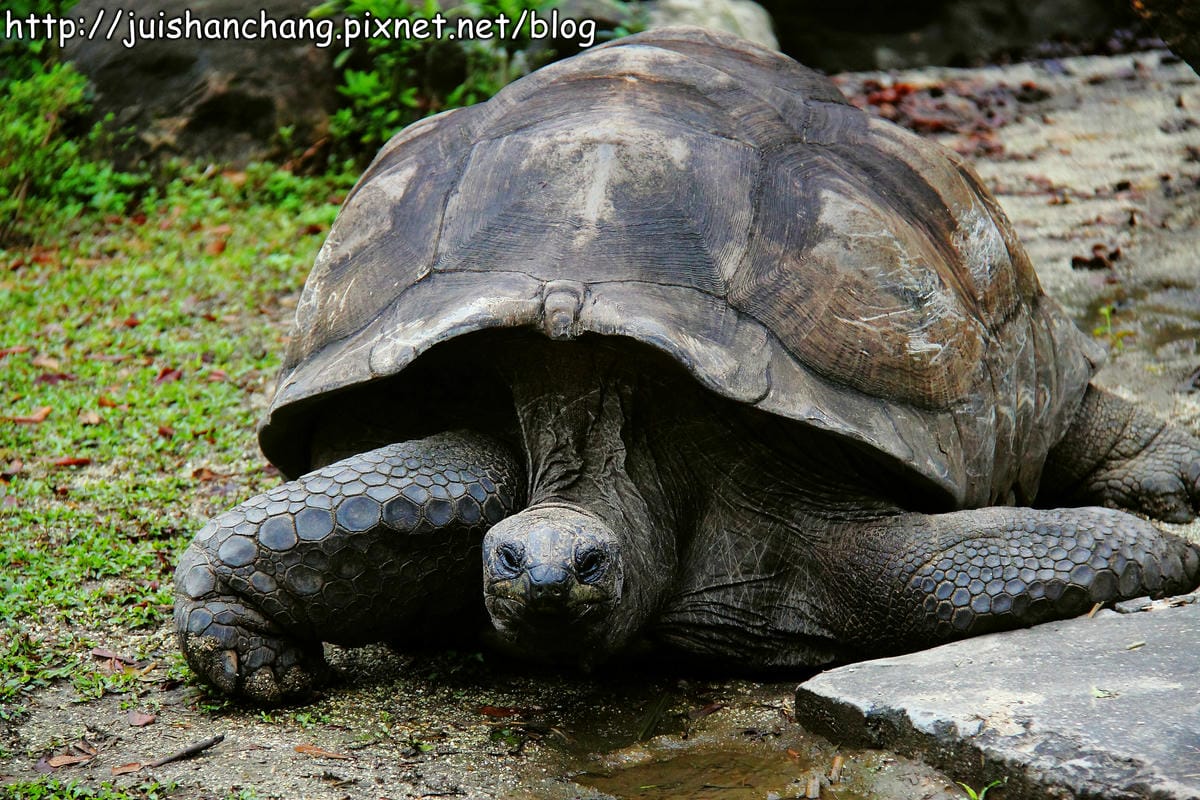 【遊記—台北】臺北市立木柵動物園～圓仔的日記