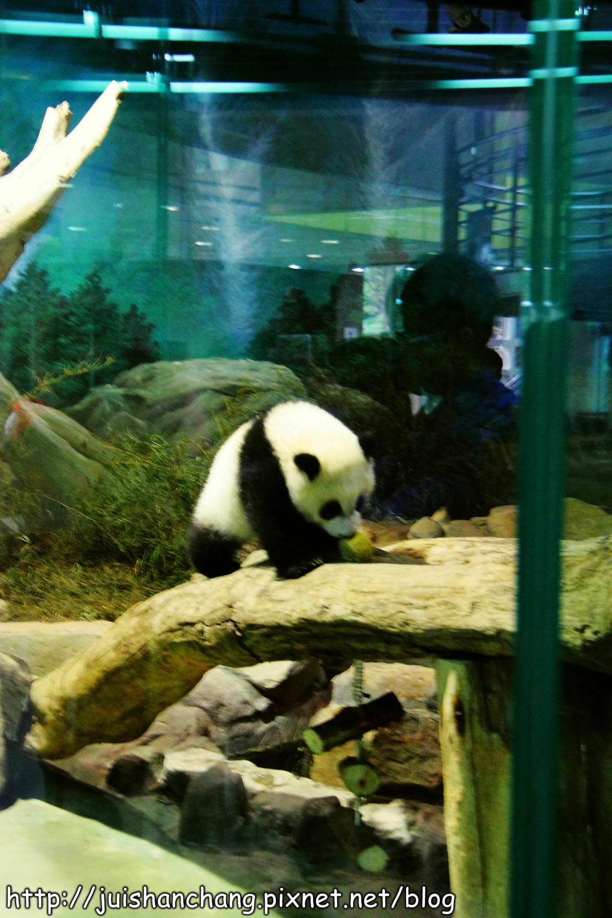 【遊記—台北】臺北市立木柵動物園～圓仔的日記