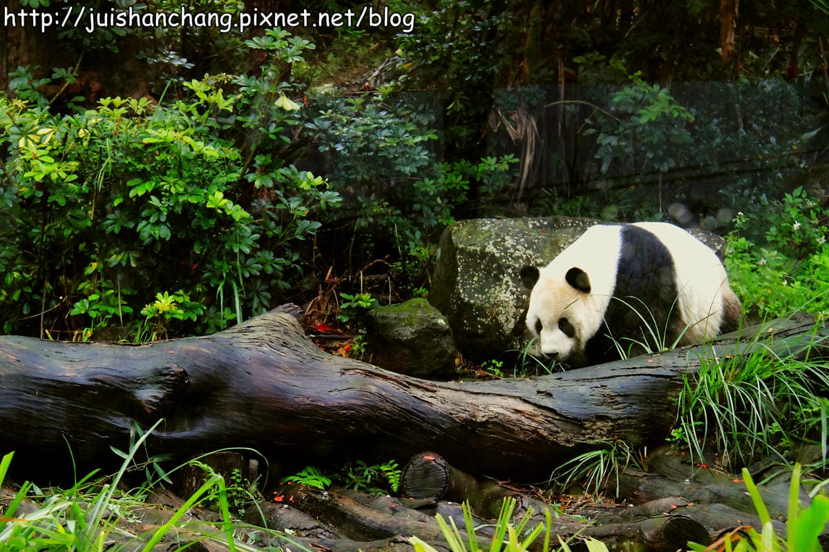 【遊記—台北】臺北市立木柵動物園～圓仔的日記