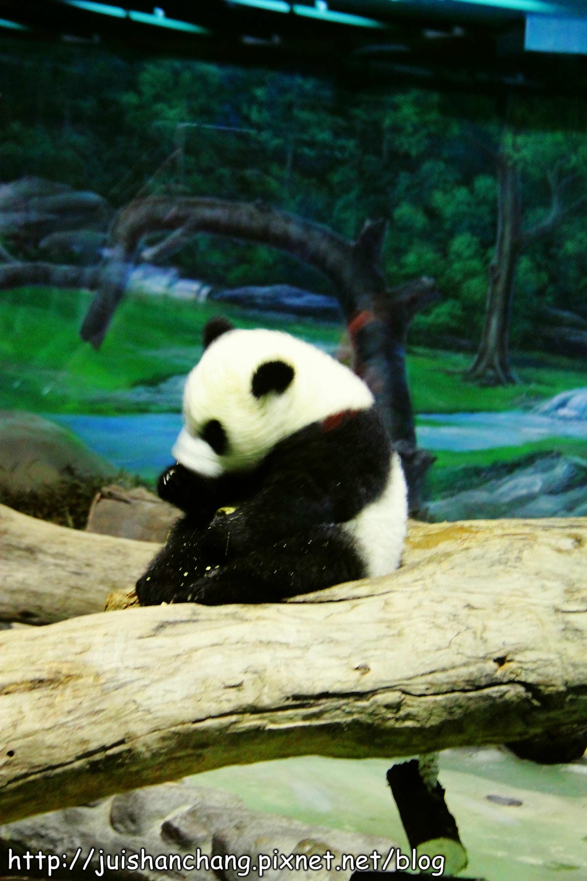 【遊記—台北】臺北市立木柵動物園～圓仔的日記