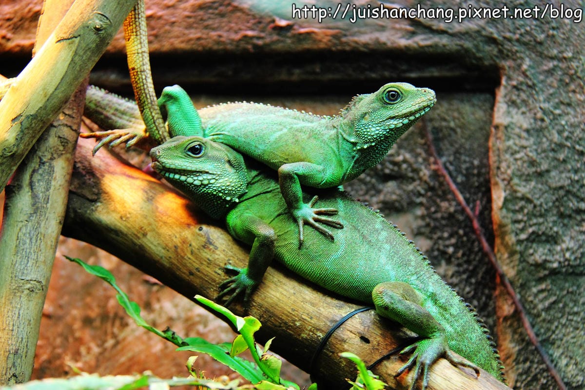 【遊記—台北】臺北市立木柵動物園～圓仔的日記