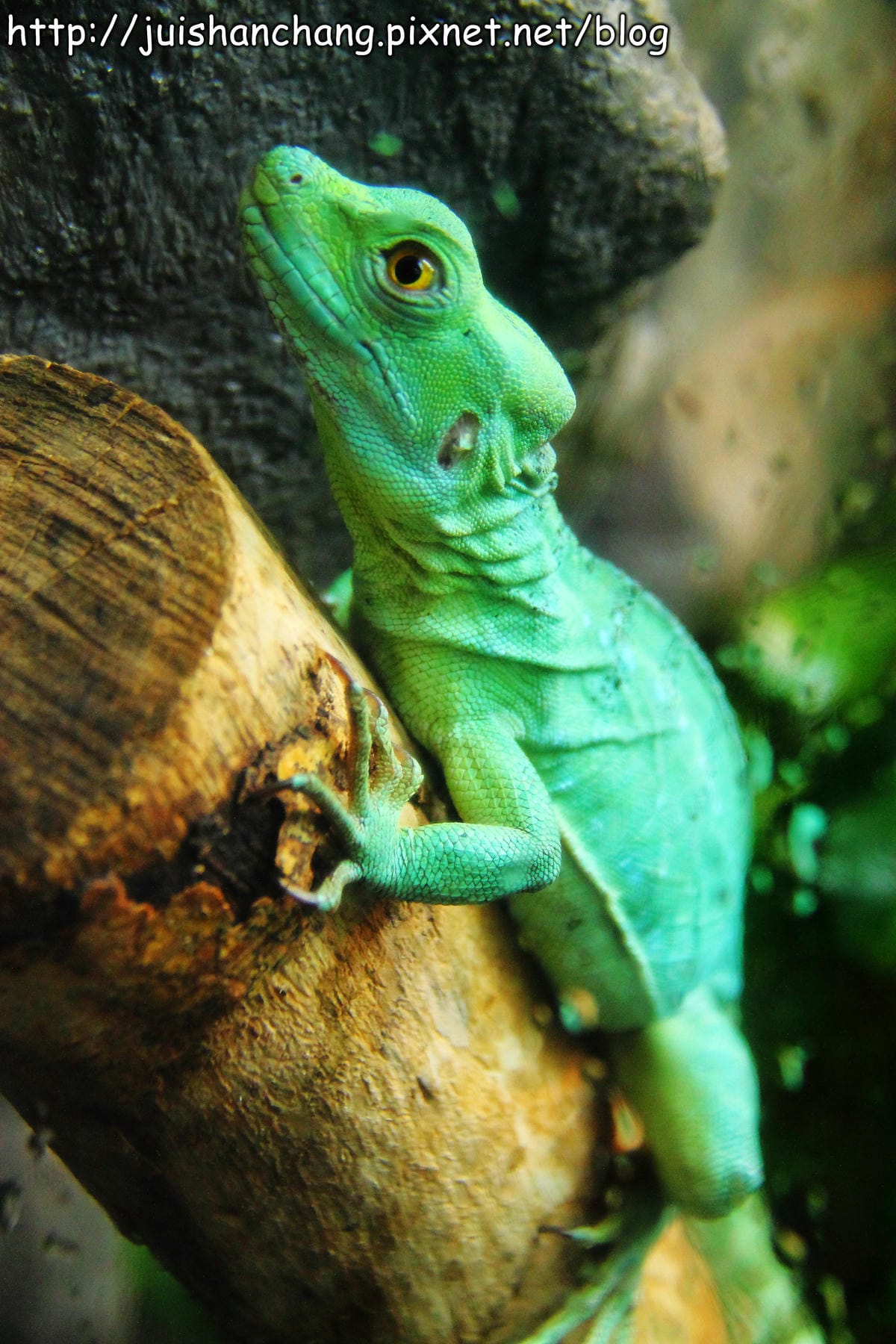 【遊記—台北】臺北市立木柵動物園～圓仔的日記