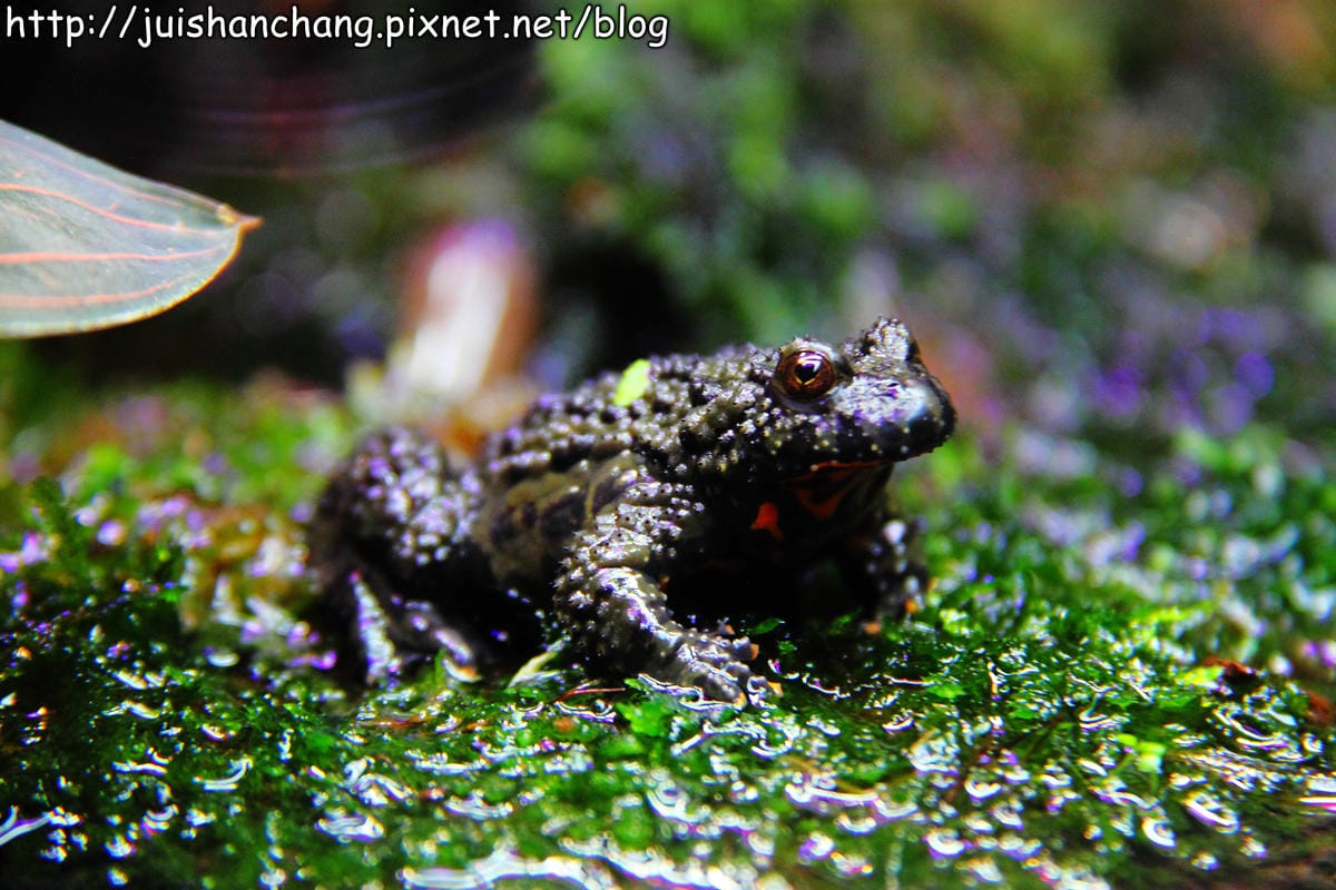 【遊記—台北】臺北市立木柵動物園～圓仔的日記