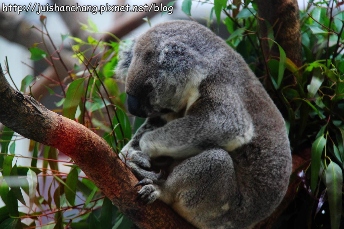 【遊記—台北】臺北市立木柵動物園～圓仔的日記