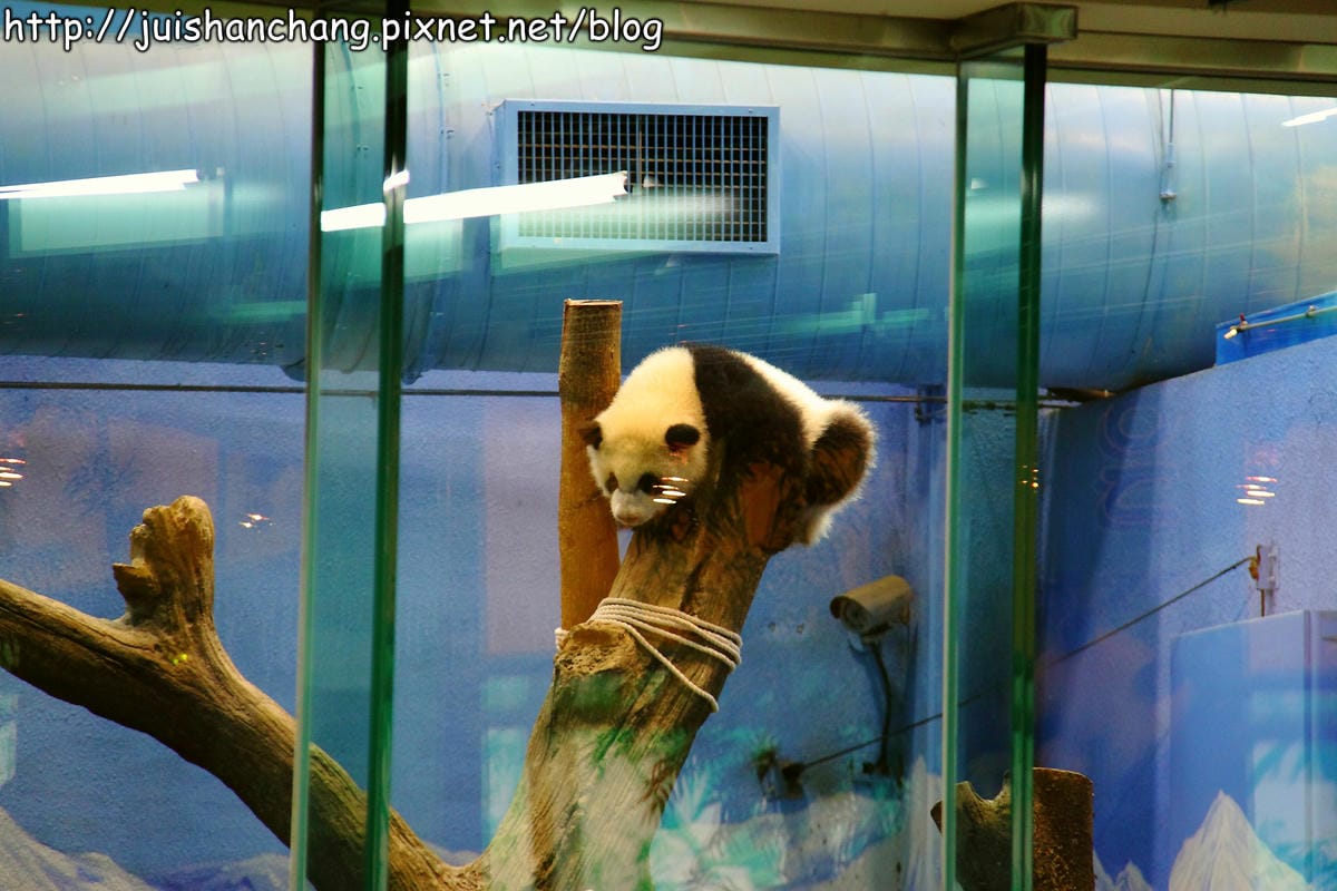 【遊記—台北】臺北市立木柵動物園～圓仔的日記