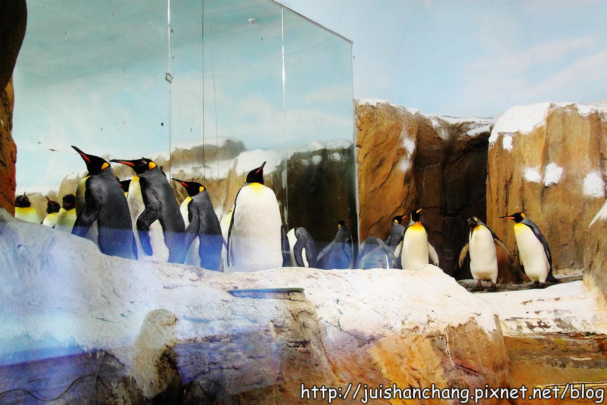 【遊記—台北】臺北市立木柵動物園～圓仔的日記