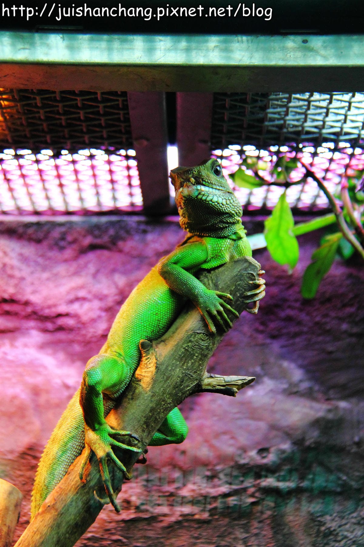 【遊記—台北】臺北市立木柵動物園～圓仔的日記