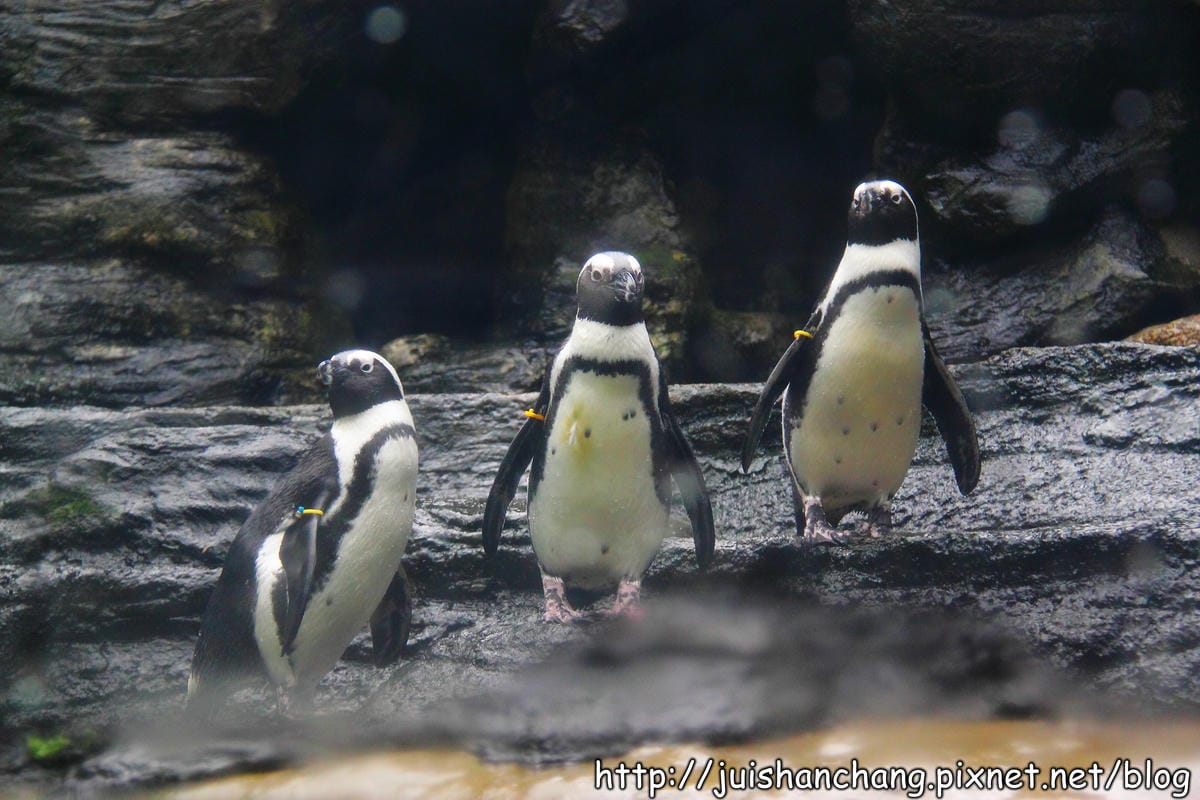 【遊記—台北】臺北市立木柵動物園～圓仔的日記