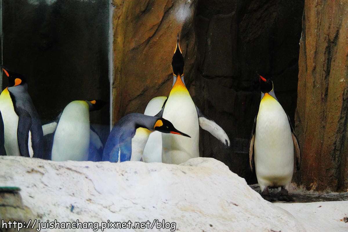 【遊記—台北】臺北市立木柵動物園～圓仔的日記