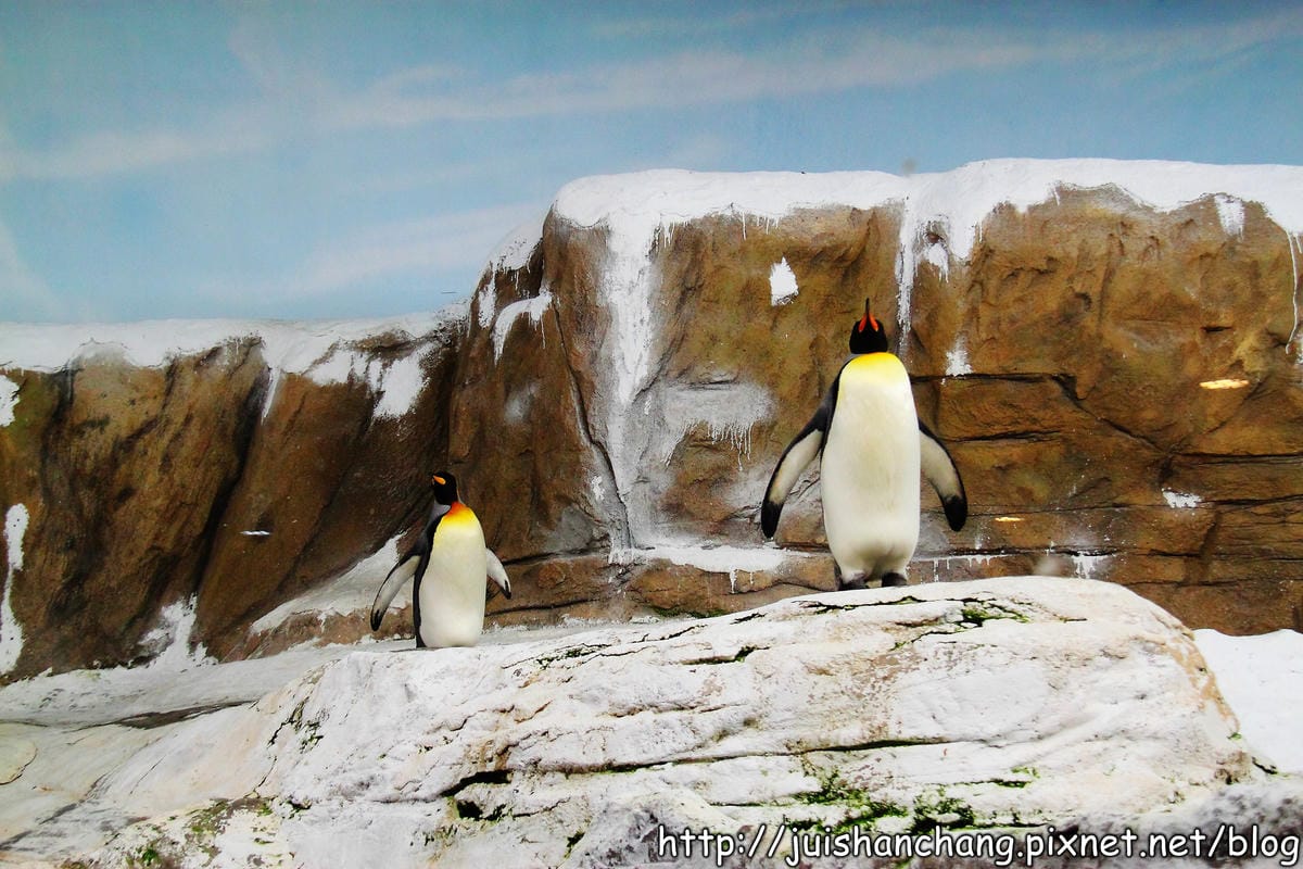【遊記—台北】臺北市立木柵動物園～圓仔的日記