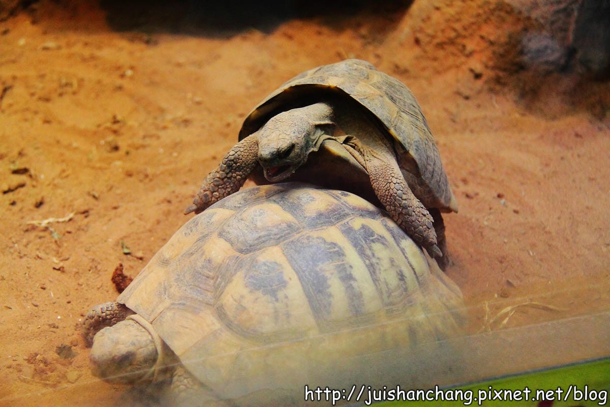 【遊記—台北】臺北市立木柵動物園～圓仔的日記