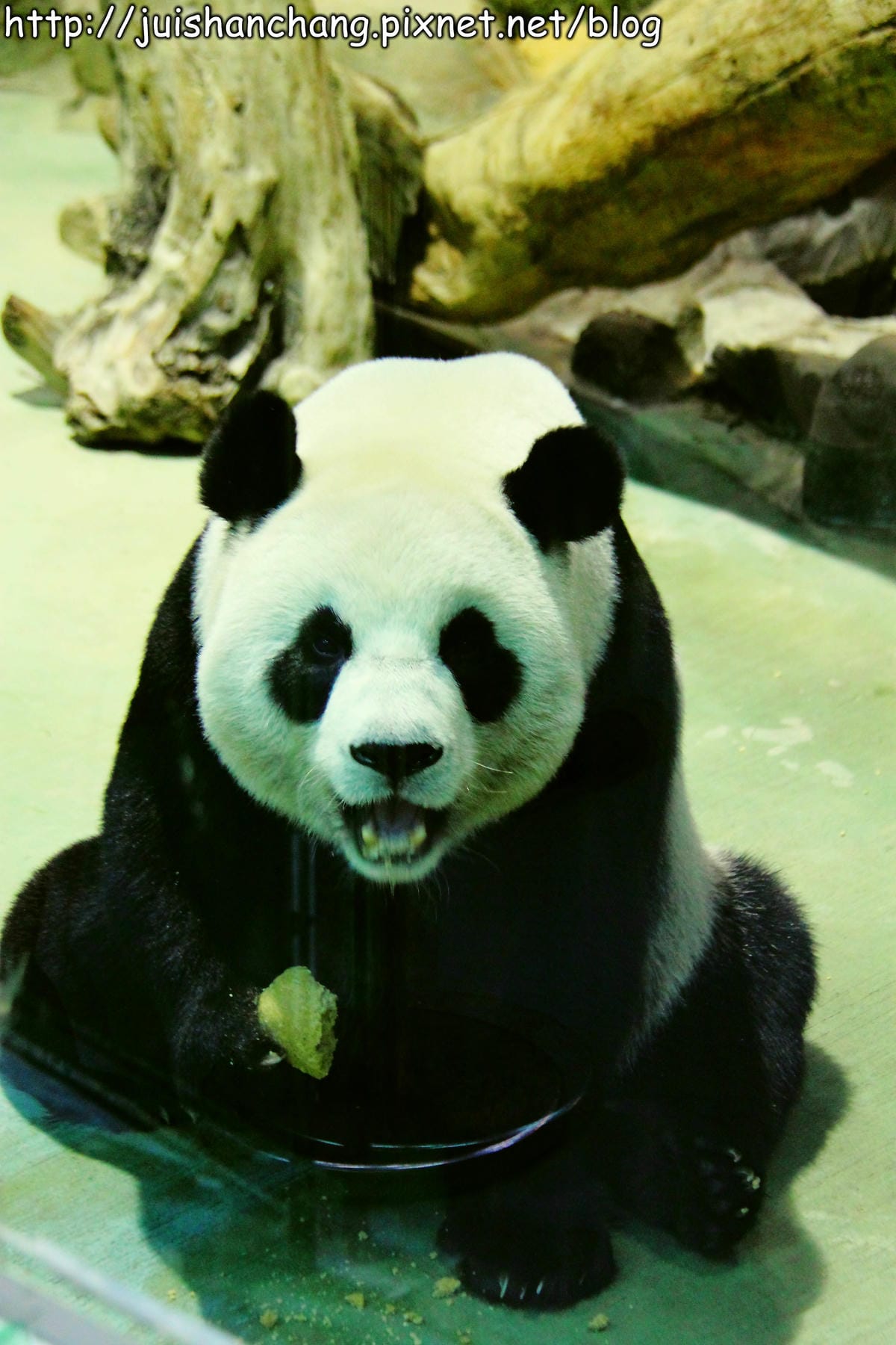 【遊記—台北】臺北市立木柵動物園～圓仔的日記