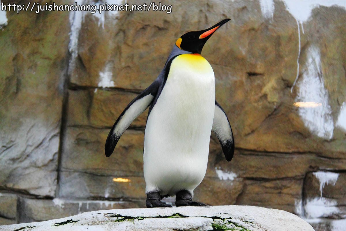 【遊記—台北】臺北市立木柵動物園～圓仔的日記