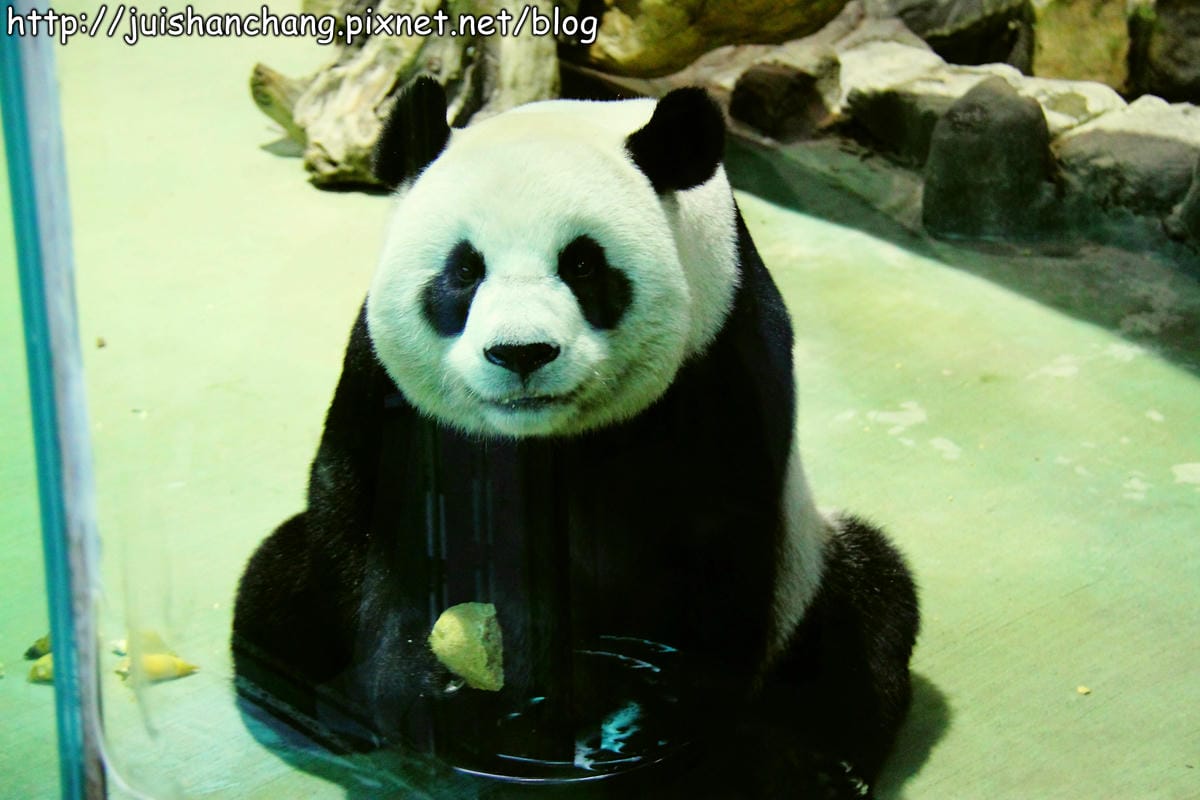 【遊記—台北】臺北市立木柵動物園～圓仔的日記