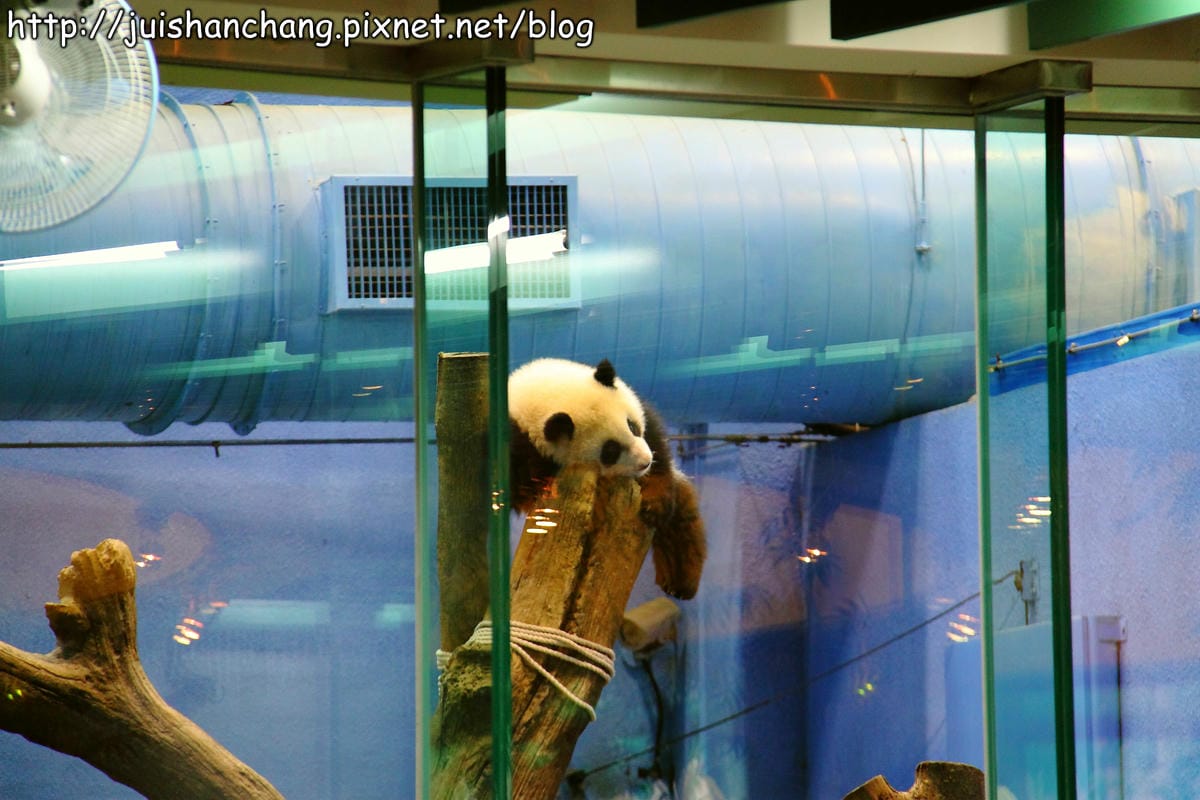 【遊記—台北】臺北市立木柵動物園～圓仔的日記