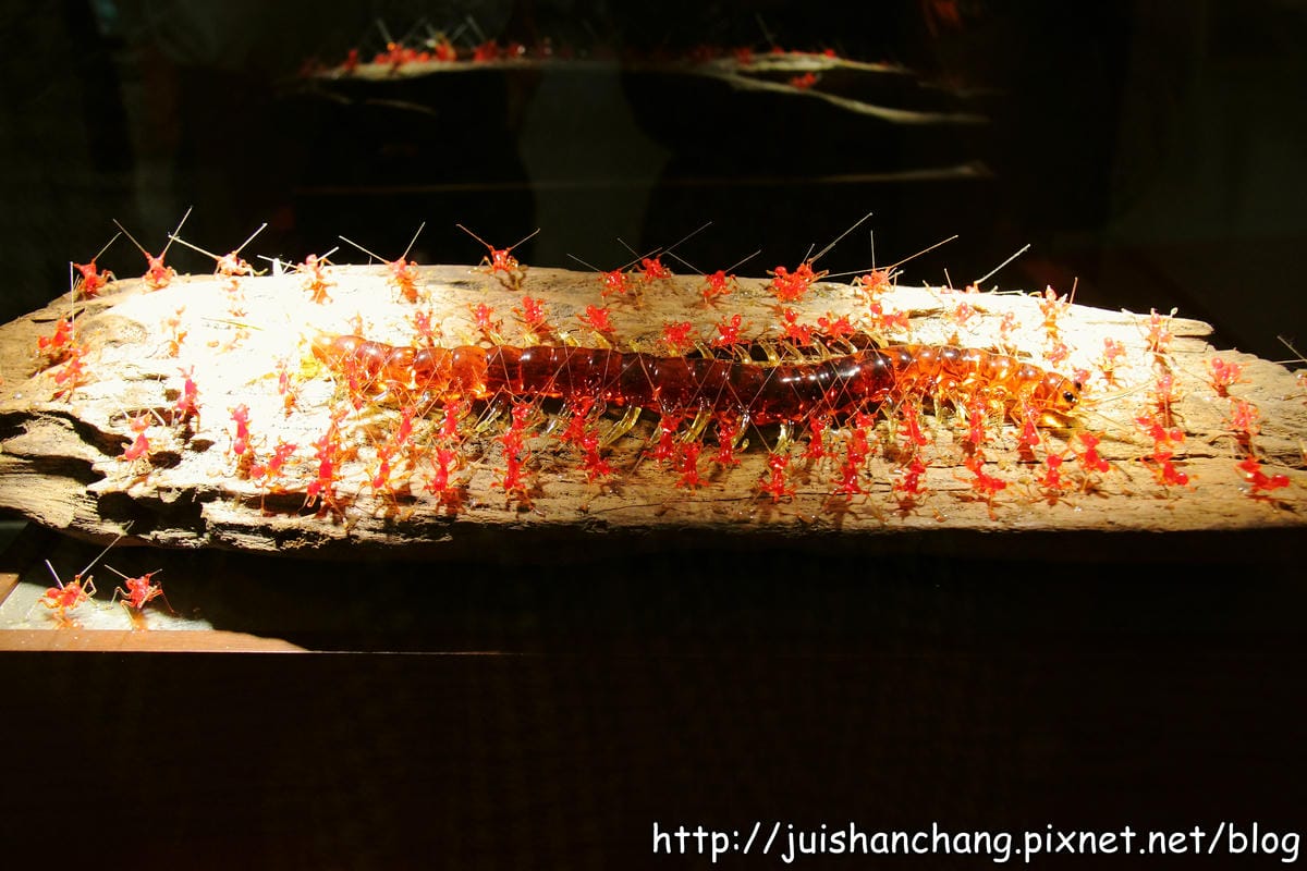 【遊記—彰化鹿港】台灣玻璃館～與世界獨一無二玻璃廟