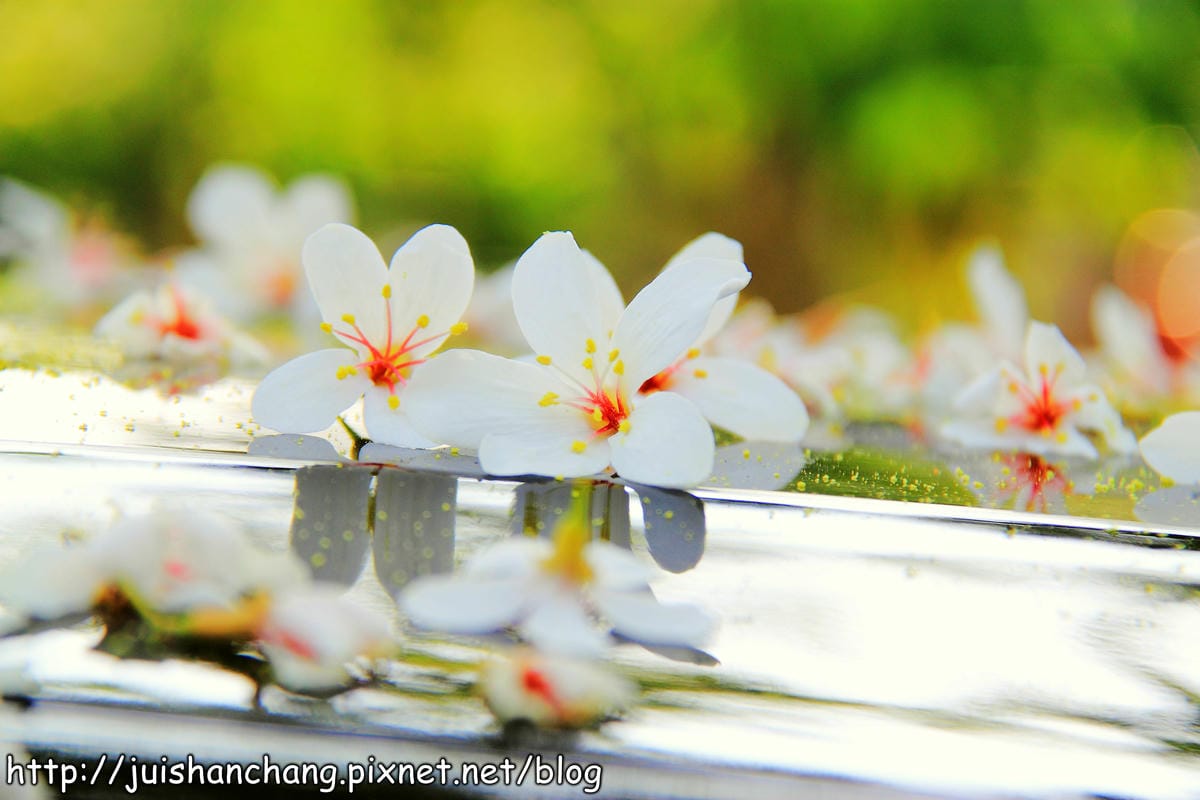 【廣宣—南投埔里】牛耳藝術渡假村～初夏最浪漫的四月雪