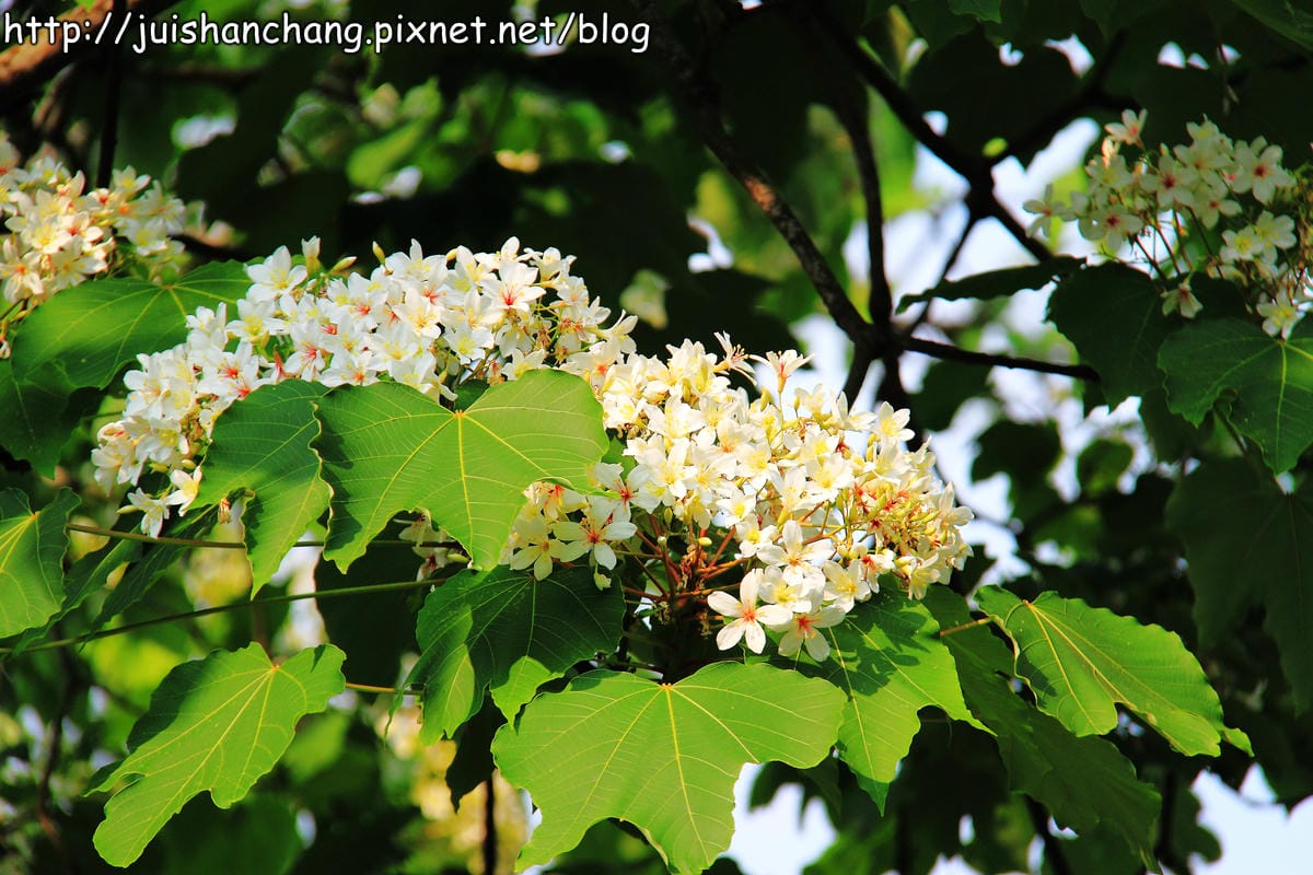 【廣宣—南投埔里】牛耳藝術渡假村～初夏最浪漫的四月雪