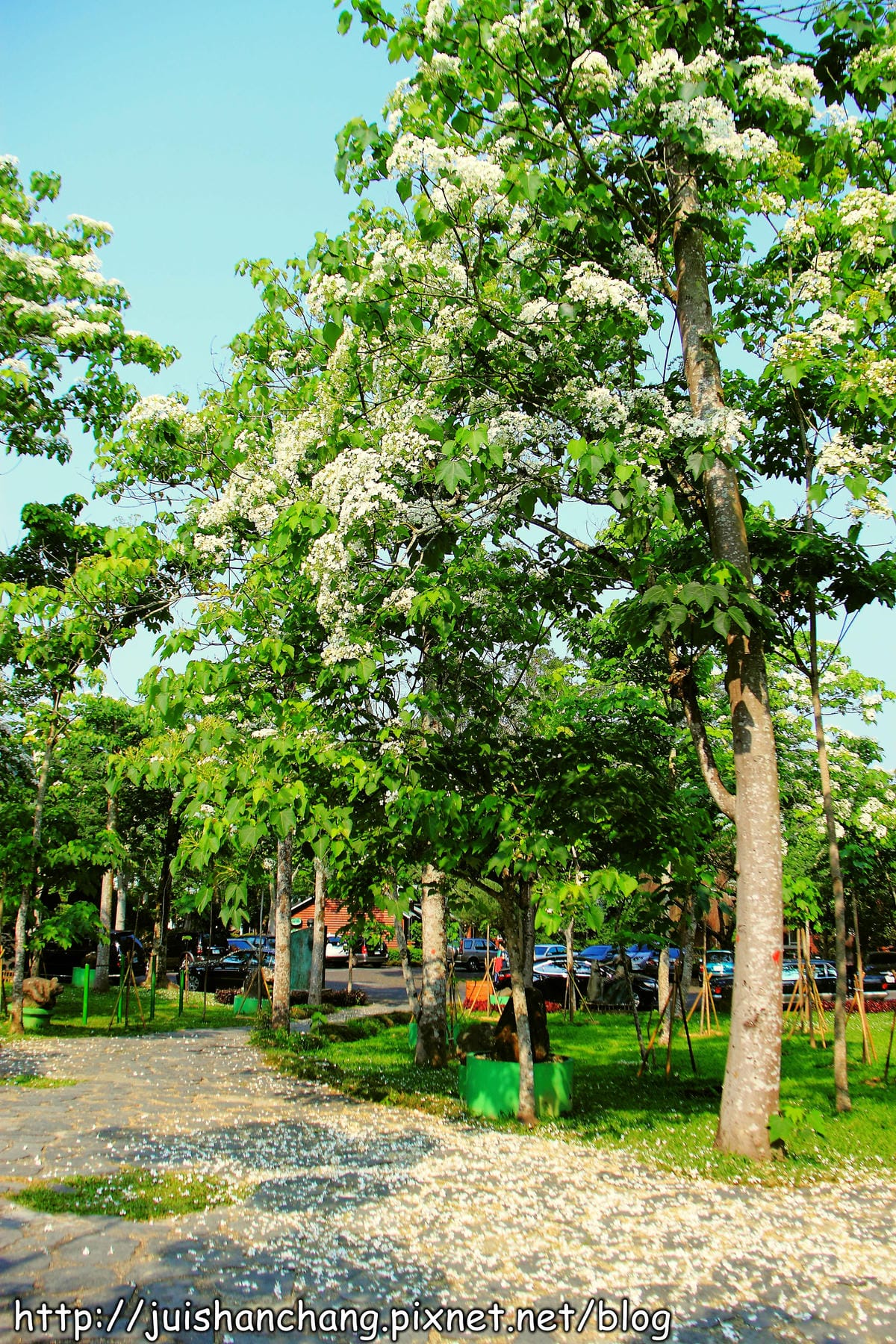 【廣宣—南投埔里】牛耳藝術渡假村～初夏最浪漫的四月雪