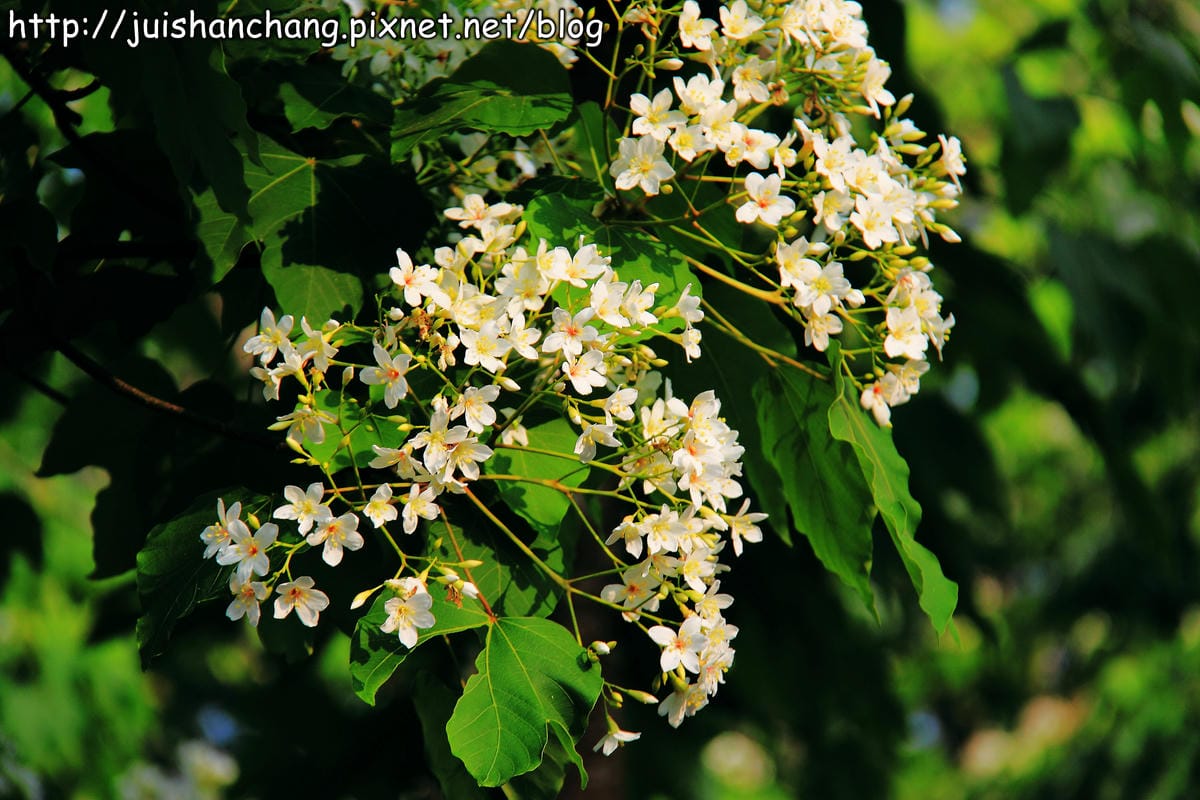 【廣宣—南投埔里】牛耳藝術渡假村～初夏最浪漫的四月雪