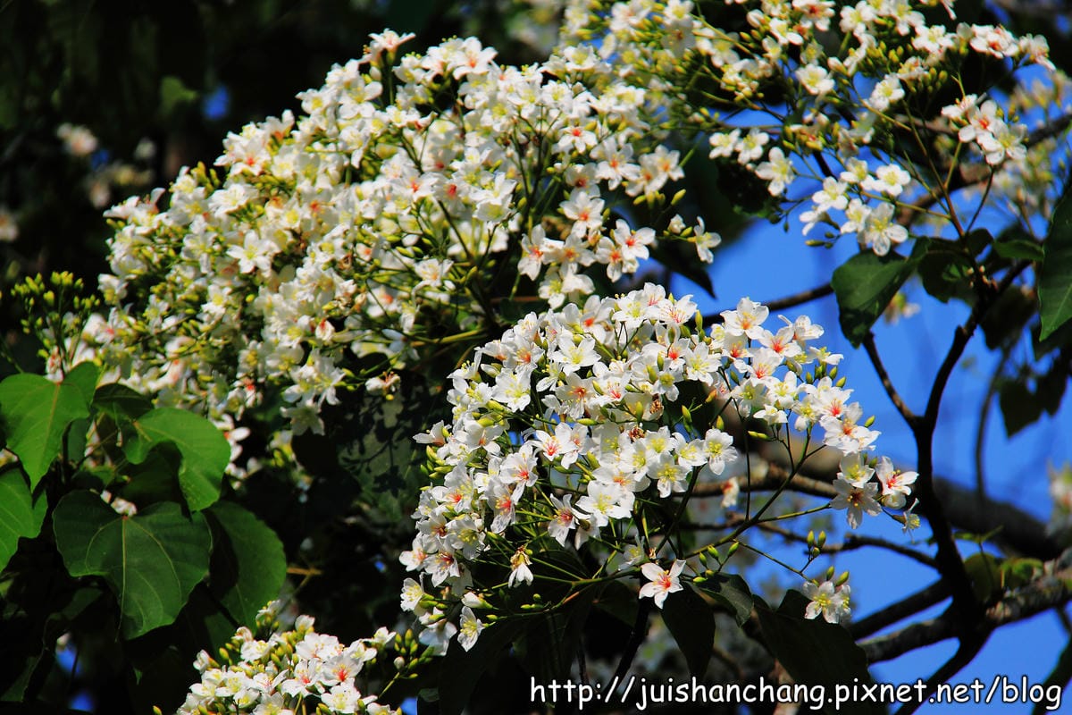 【廣宣—南投埔里】牛耳藝術渡假村~初夏最浪漫的四月雪 - 第11張圖 【廣宣—南投埔里】牛耳藝術渡假村~初夏最浪漫的四月雪