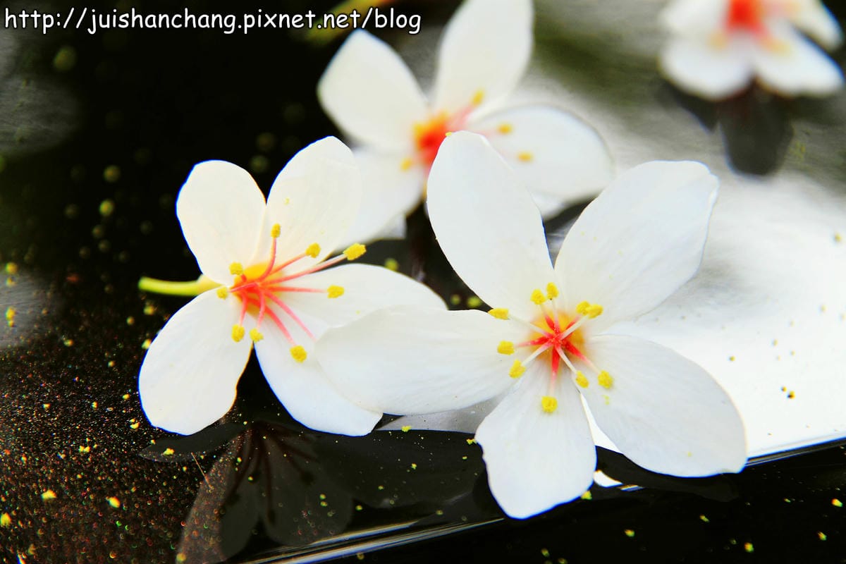 【廣宣—南投埔里】牛耳藝術渡假村～初夏最浪漫的四月雪