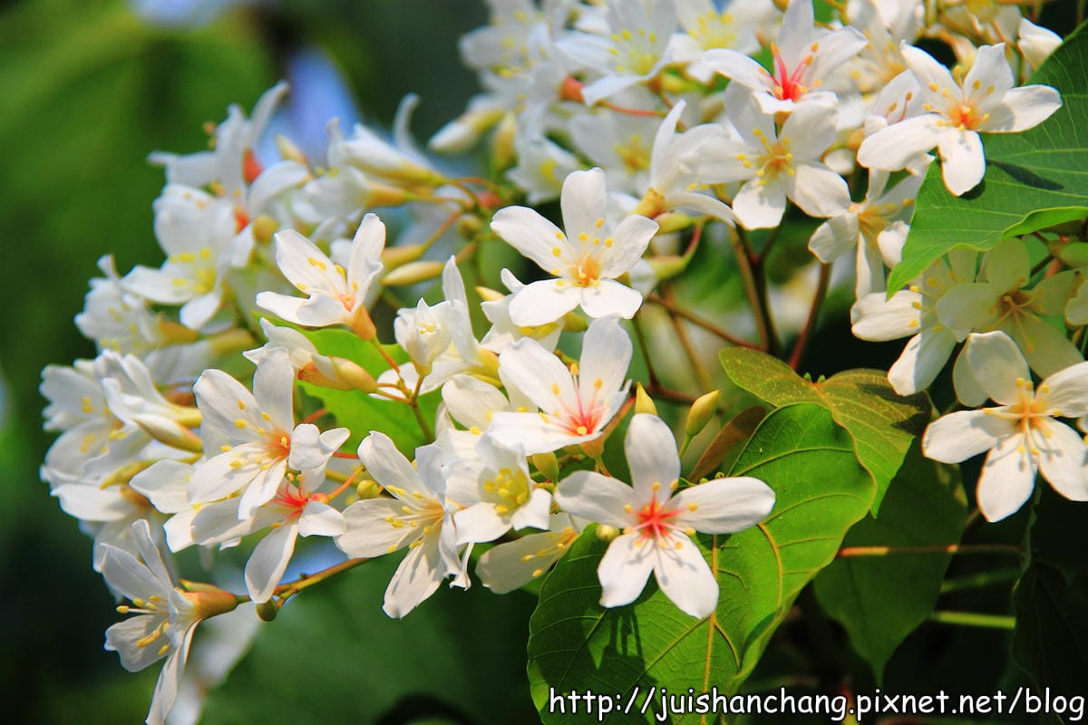 【廣宣—南投埔里】牛耳藝術渡假村～初夏最浪漫的四月雪