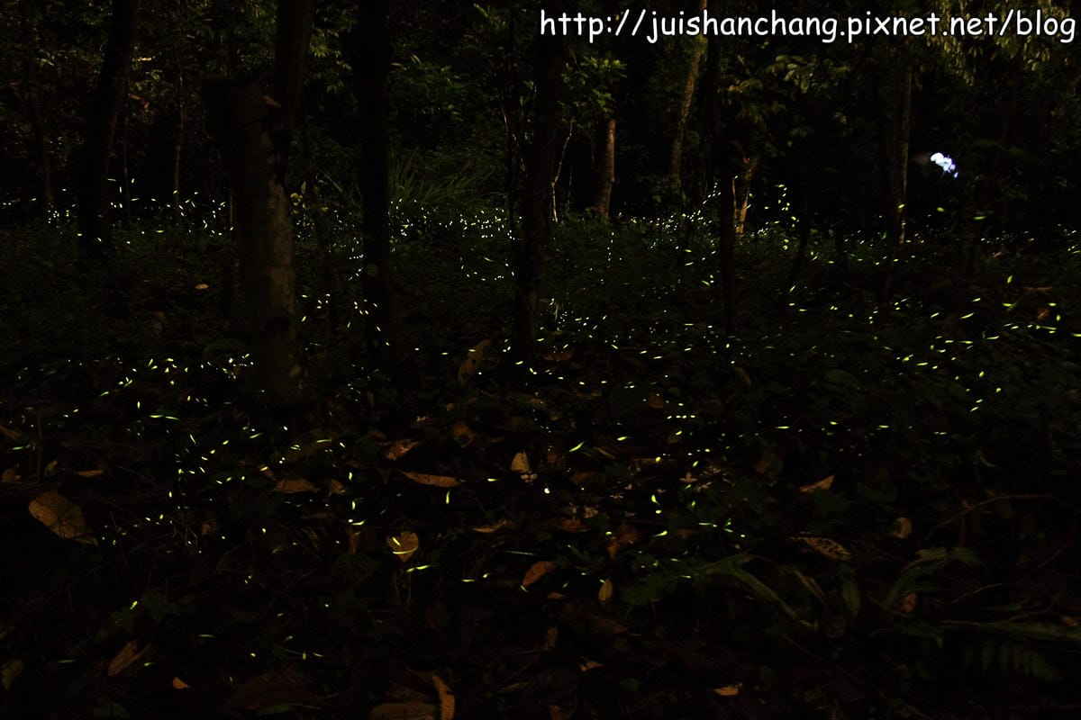 【遊記—2014全台螢火蟲季】牛伯伯生態蝴蝶園VS草湳濕地～螢光趴踢攤！
