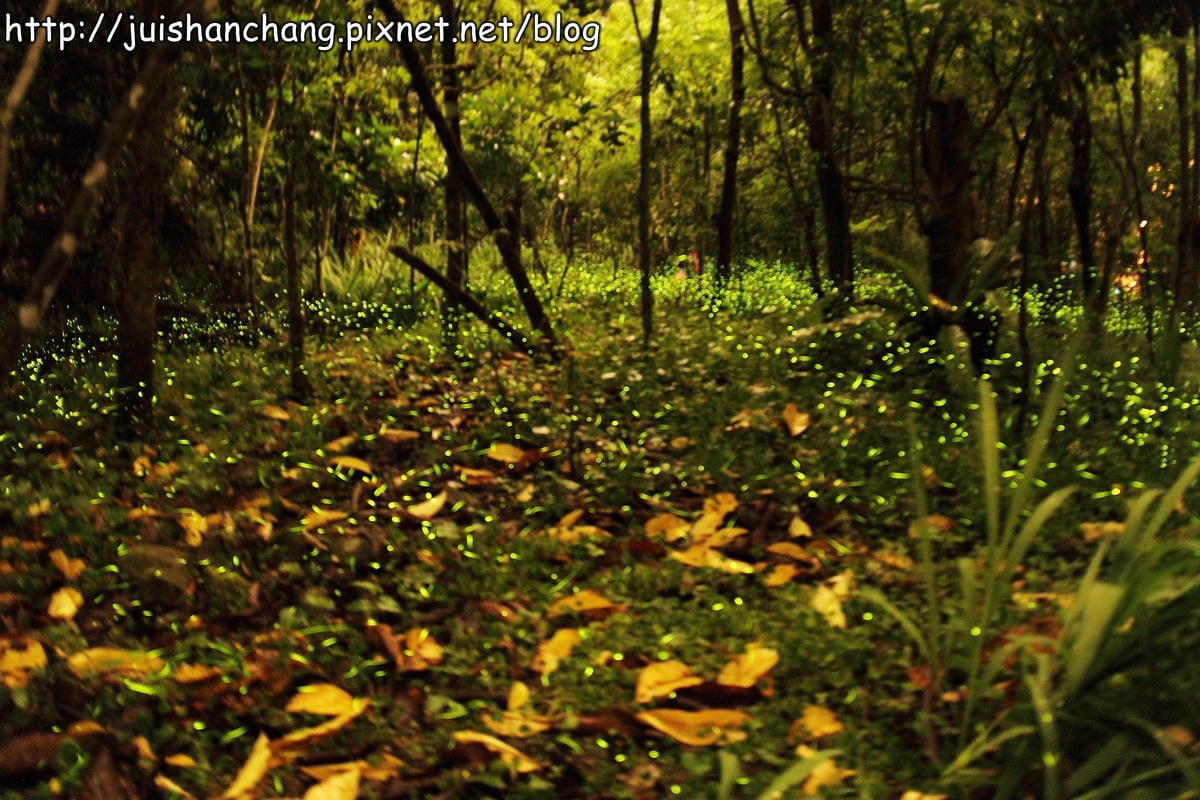 【遊記—2014全台螢火蟲季】牛伯伯生態蝴蝶園VS草湳濕地～螢光趴踢攤！