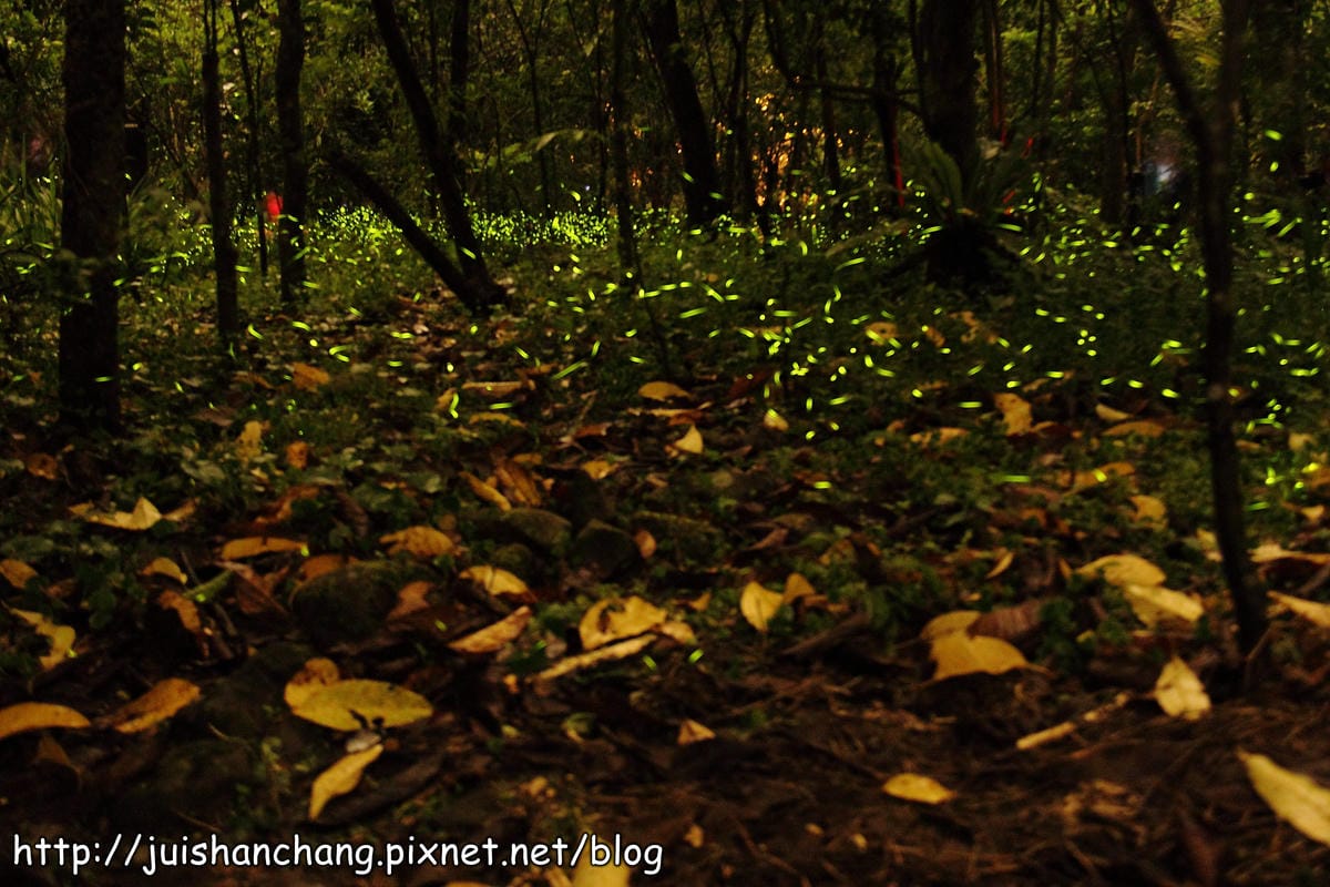 【遊記—2014全台螢火蟲季】牛伯伯生態蝴蝶園VS草湳濕地～螢光趴踢攤！